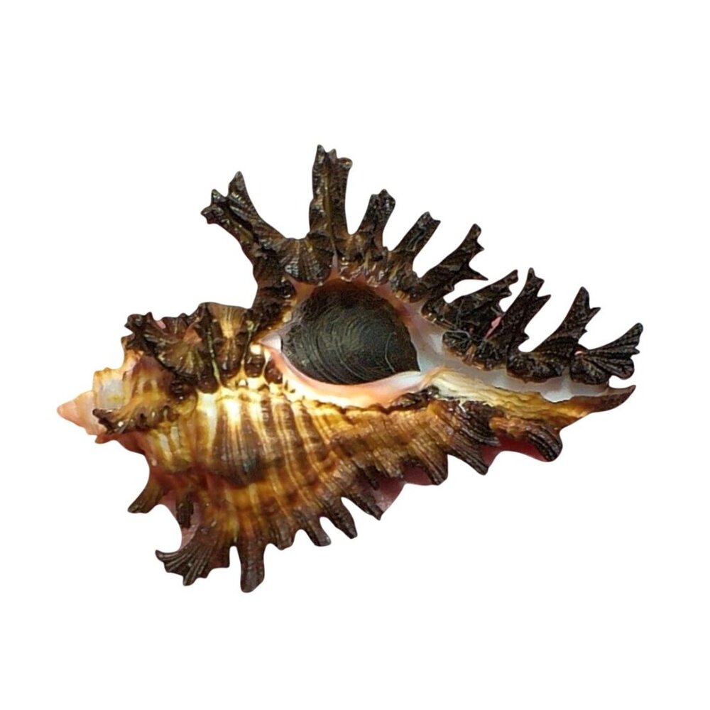 Rare Murex Brunneus Link Shell Specimen Bantayan Island GEM